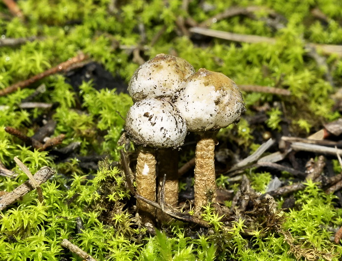 Tulostoma brumale